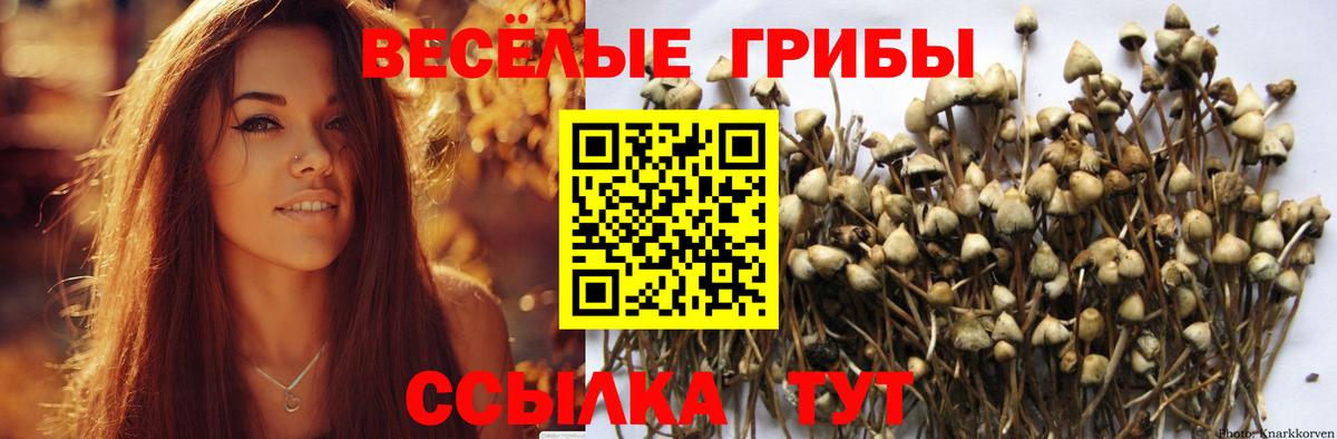 закладка  Галлюциногенные грибы Psilocybine cubensis  Вход с VPN  Алексин 